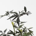 Miniatyrbild 5 av 6: Purpurfläder - Set om 4 - Sambucus nigra 'Black Lace' - Höjd 25-40cm - ⌀17cm