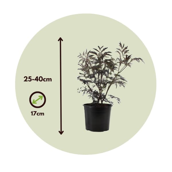Purpurfläder - Set om 4 - Sambucus nigra 'Black Lace' - Höjd 25-40cm - ⌀17cm