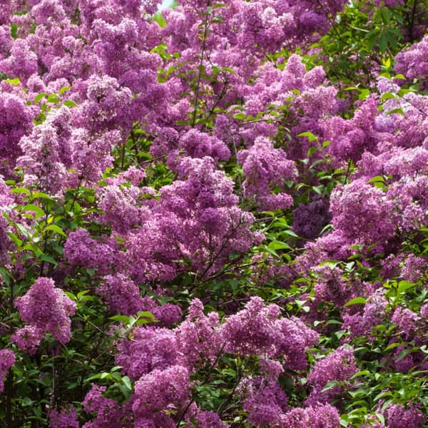 Syren - Set om 4 - Syringa vulgaris 'Ludwig Spath' - Höjd 25-40cm - ⌀17cm