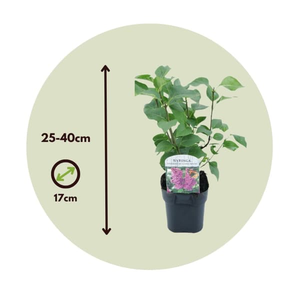 Syren - Set om 4 - Syringa vulgaris 'Ludwig Spath' - Höjd 25-40cm - ⌀17cm