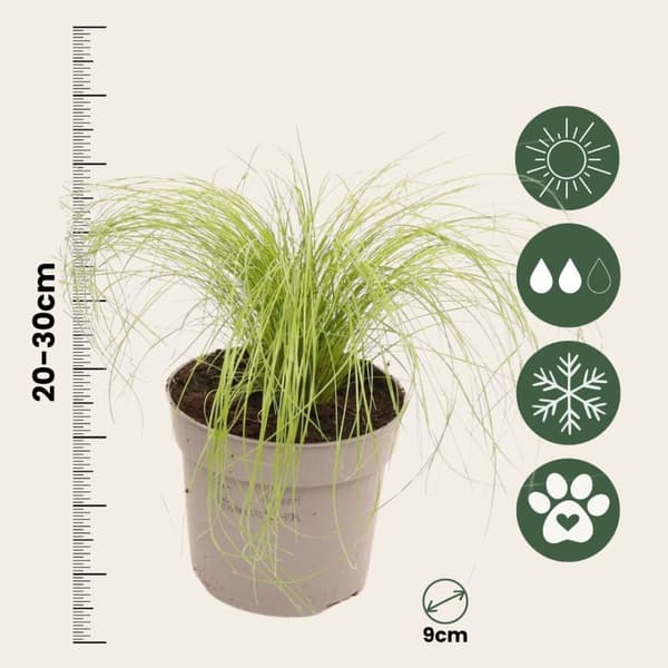 Thorvaldsens hår - Sæt 3 - Stipa tenuifolia 'Pony Tails' - Højde 20-30cm - ⌀9cm