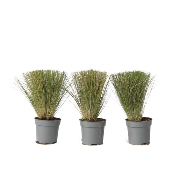 Fjädergräs - Set om 3 - Stipa tenuifolia 'Pony Tails' - Höjd 20-30cm - ⌀9cm