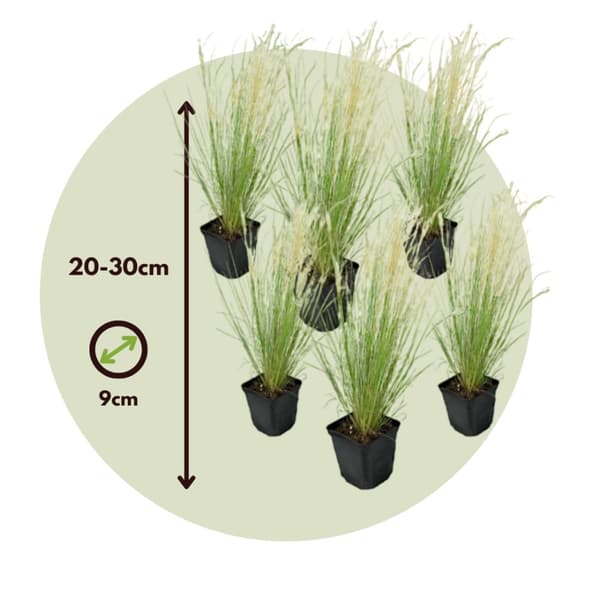 Thorvaldsens hår - Sæt 6 - Stipa tenuifolia 'Pony Tails' - Højde 20-30cm - ⌀9cm