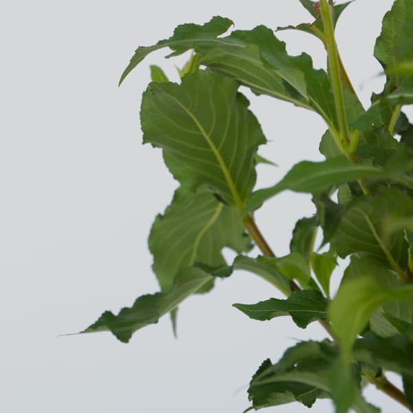 Klokkebusk - Sæt med 4 - Weigela florida 'Red Prince' - Højde 25-40cm - ⌀17cm