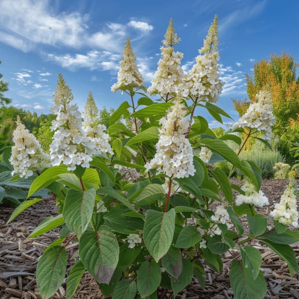 Hortensia - Sæt med 2 - Hydrangea paniculata 'Confetti' - Højde 25-40cm - ⌀19cm