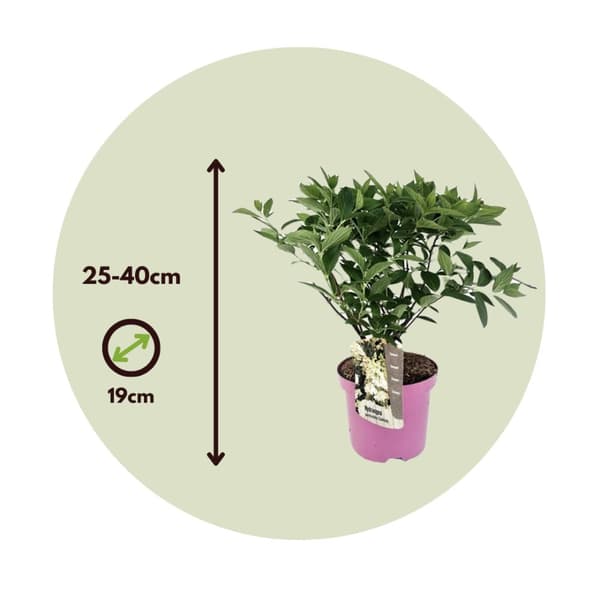 Hortensia - Hydrangea paniculata 'Confetti' - Korkeus 25-40cm - ⌀19cm
