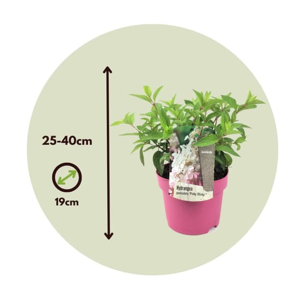 Hortensia - Set om 4 - Hydrangea paniculata 'Pinky Winky' - Höjd 25-40cm - ⌀19cm