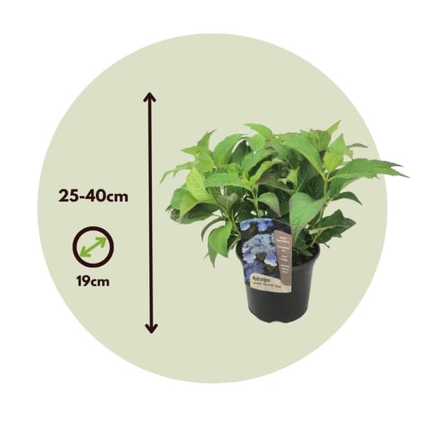 Hortensia - Set om 2 - Hydrangea serrata 'Summerglow' - Höjd 25-40cm - ⌀19cm