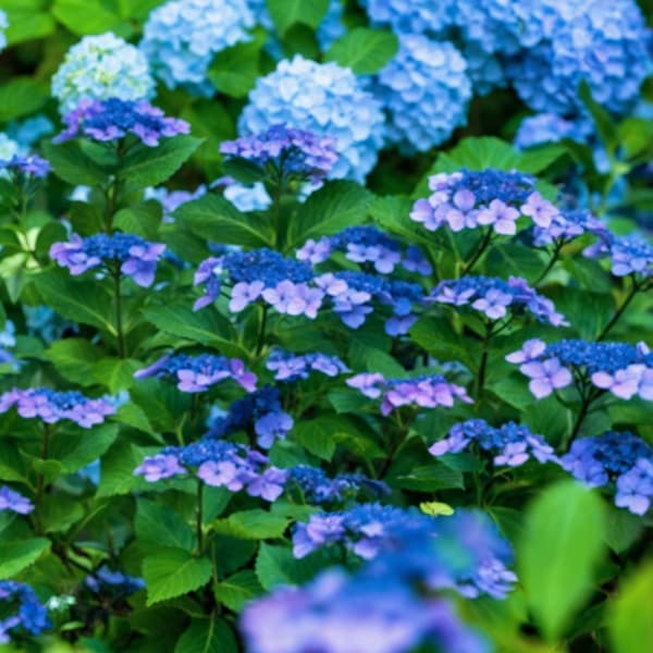 Hortensia - Sæt med 4 - Hydrangea serrata 'Summerglow' - Højde 25-40cm - ⌀19cm