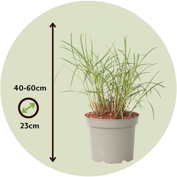 Hvidbroget elefantgræs - Miscanthus sinensis 'Red Chief' - Højde 40-60cm - ⌀23cm