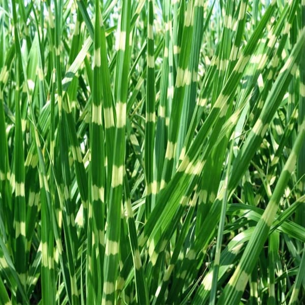 Glansmiskantus - Miscanthus sinensis 'Zebrinus' - Höjd 20-30cm - ⌀23cm