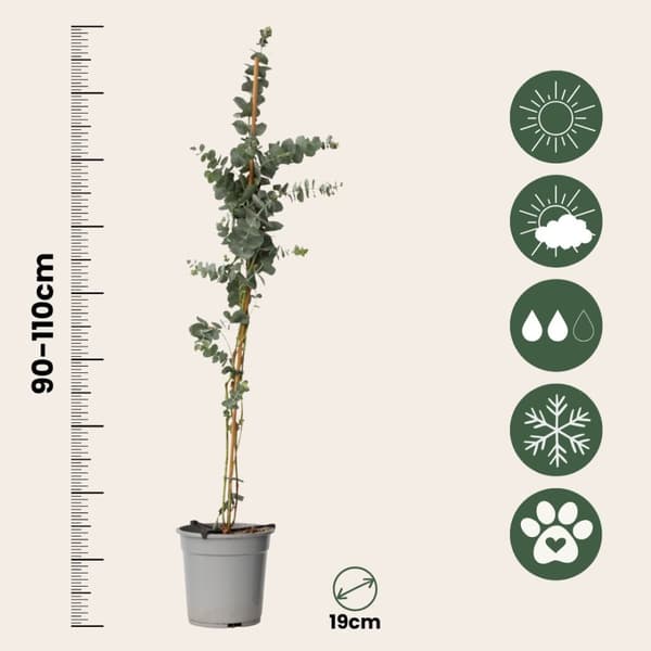 Eukalyptus - Sæt med 2 - Eucalyptus 'Silver Dollar' - Højde 90-110cm - ⌀19cm