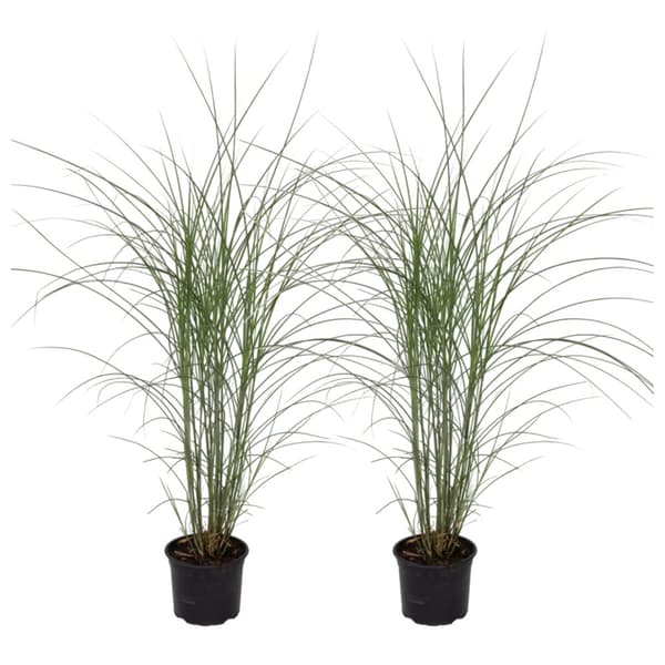 Glansmiskantus - Set om 2 - Miscanthus sinensis - Höjd 20-30cm - ⌀23cm