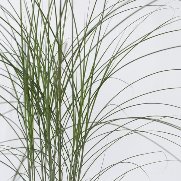 Hvidbroget elefantgræs - Miscanthus 'Kleine Silberspinne - Højde 20-30cm - ⌀23cm