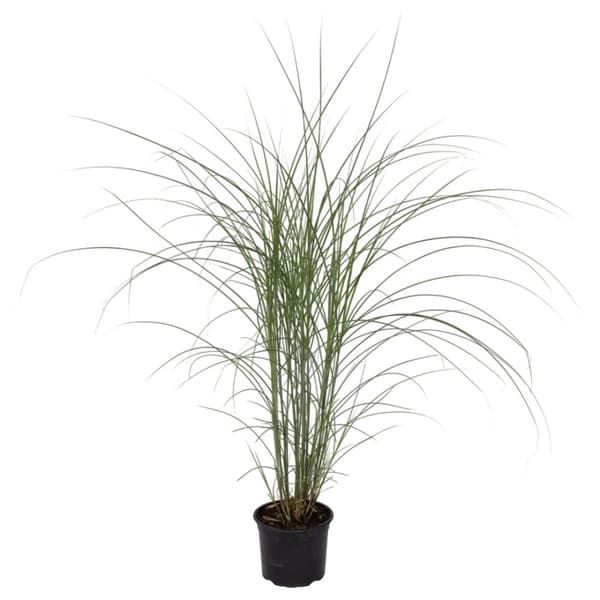 Glansmiskantus - Miscanthus sinensis 'Kleine Silberspinne - Höjd 20-30cm - ⌀23cm