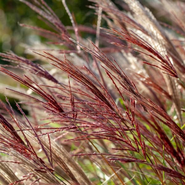 Glansmiskantus - Set om 2 - Miscanthus 'Red Chief' - Höjd 40-60cm - ⌀23cm