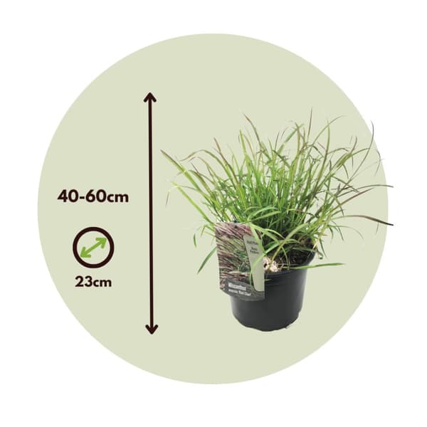 Glansmiskantus - Set om 2 - Miscanthus 'Red Chief' - Höjd 40-60cm - ⌀23cm