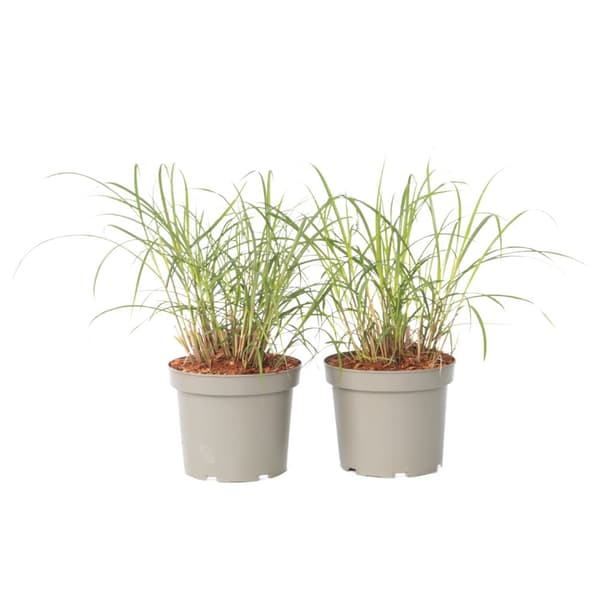 Glansmiskantus - Set om 2 - Miscanthus 'Red Chief' - Höjd 40-60cm - ⌀23cm