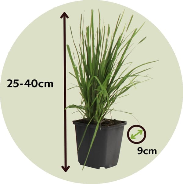 Pampasgräs - Set om 3 - Cortaderia selloana - Höjd 25-40cm - ⌀9cm