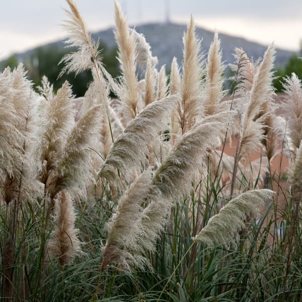 Pampasgræs - Sæt med 6 - Cortaderia selloana - Højde 25-40cm - ⌀9cm
