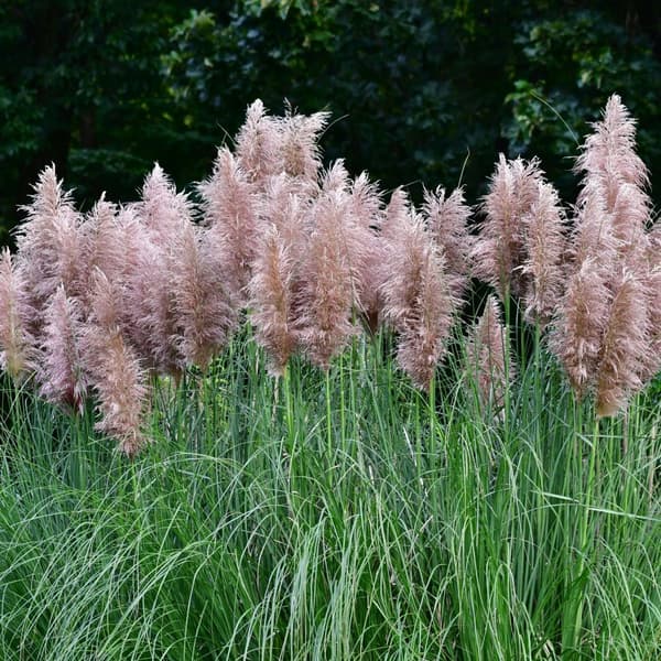 Pampasgræs - Sæt med 6 - Cortaderia selloana - Højde 25-40cm - ⌀9cm