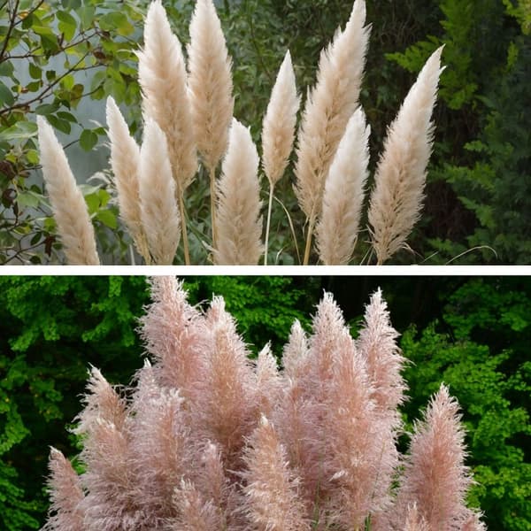 Pampasgræs - Sæt med 6 - Cortaderia selloana - Højde 25-40cm - ⌀9cm