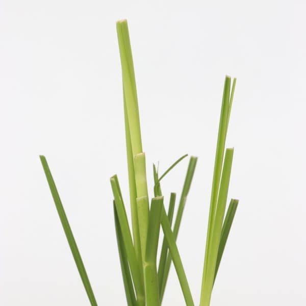Pampasgræs - Sæt med 6 - Cortaderia selloana - Højde 25-40cm - ⌀9cm