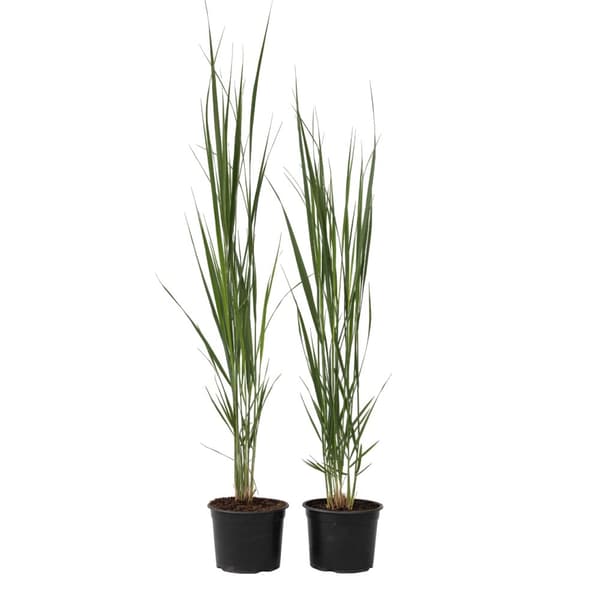 Jungfruhirs - Set om 2 - Panicum virgatum 'Northwind' - Höjd 40-60cm - ⌀23cm
