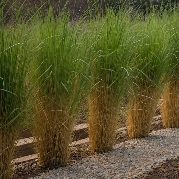 Staudehirse - Panicum virgatum 'Northwind' - Højde 40-60cm - ⌀23cm