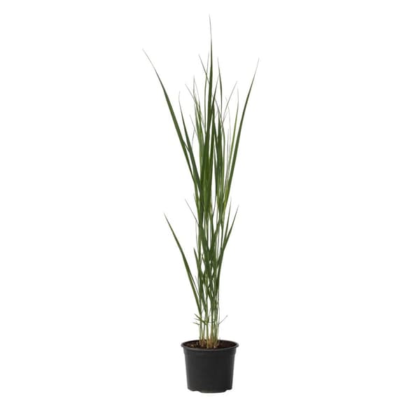 Staudehirse - Panicum virgatum 'Northwind' - Højde 40-60cm - ⌀23cm