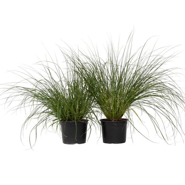 Lampborstgräs - Set om 2 - Pennisetum 'Hameln' - Höjd 20-30cm - ⌀23cm