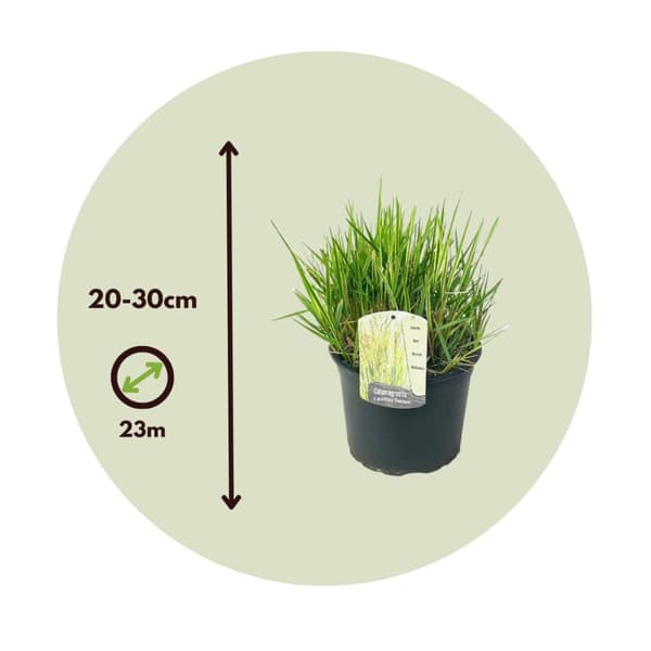 Lampepudsergræs - Pennisetum alopecuroides 'Hameln' - Højde 20-30cm - ⌀23cm
