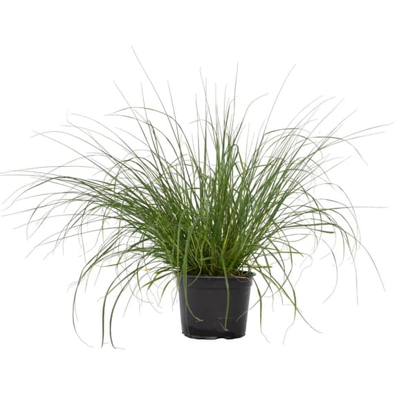 Lampepudsergræs - Pennisetum alopecuroides 'Hameln' - Højde 20-30cm - ⌀23cm