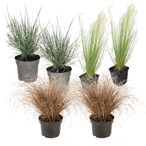 Fjädergräs - Set om 6 - Stipa, Festuca, Carex - Höjd 15-25cm - ⌀10,5cm