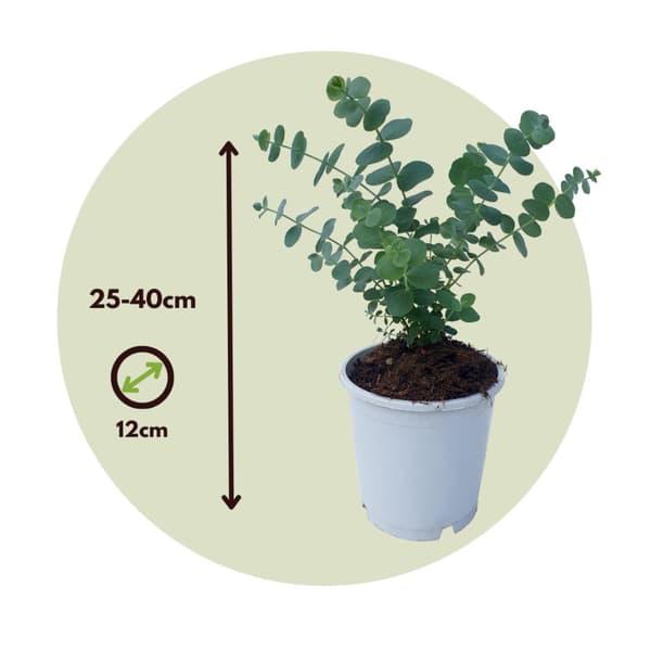 Eukalyptus - Set om 4 - Eucalyptus 'Pulverulenta' - Höjd 25-40cm - ⌀12cm