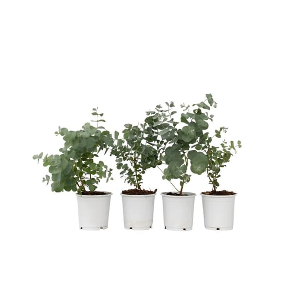 Eukalyptus - Set om 4 - Eucalyptus 'Pulverulenta' - Höjd 25-40cm - ⌀12cm