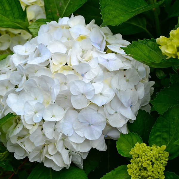 Havehortensia - Sæt med 6 - Hydrangea macrophylla 'Wudu' - Højde 25-40cm - ⌀9cm