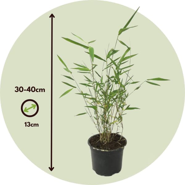 Blå bambus - Sæt med 3 - Fargesia papyrifera 'Grex' - Højde 30-40cm - ⌀13cm