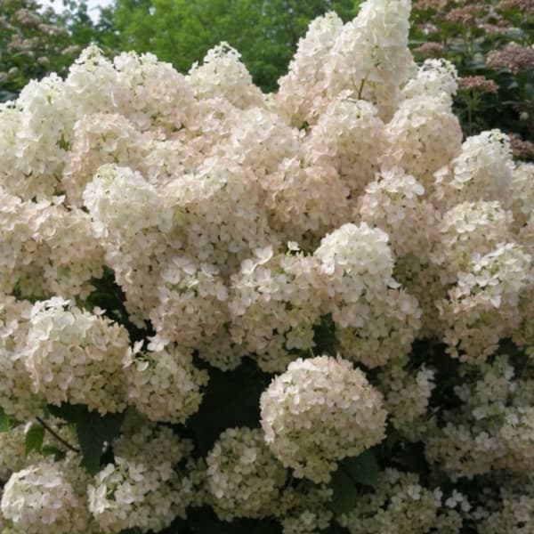 Hortensia - Set om 2 - Hydrangea paniculata 'Bobo' - Höjd 25-40cm - ⌀19cm