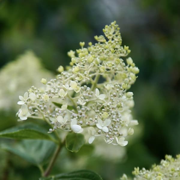 Hortensia - Set om 2 - Hydrangea paniculata 'Bobo' - Höjd 25-40cm - ⌀19cm