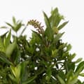 Miniatyrbild 3 av 3: Veronikas - Set om 3 - Hebe All Blooms 'Ranaia' - Höjd 30-35cm - ⌀13cm