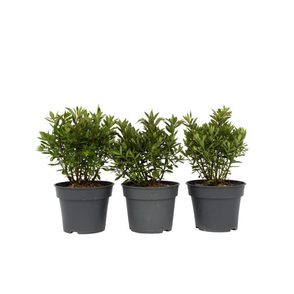 Veronikas - Set om 3 - Hebe All Blooms 'Ranaia' - Höjd 30-35cm - ⌀13cm