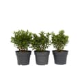 Miniatyrbild 1 av 3: Veronikas - Set om 3 - Hebe All Blooms 'Ranaia' - Höjd 30-35cm - ⌀13cm