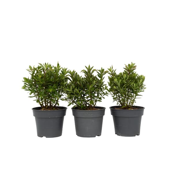Veronikas - Set om 3 - Hebe All Blooms 'Ranaia' - Höjd 30-35cm - ⌀13cm