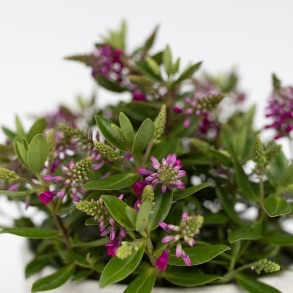 Veronikas - Set om 3 - Hebe All Blooms 'Samona' - Höjd 30-35cm - ⌀13cm