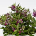 Miniatyrbild 3 av 4: Veronikas - Set om 3 - Hebe All Blooms 'Samona' - Höjd 30-35cm - ⌀13cm