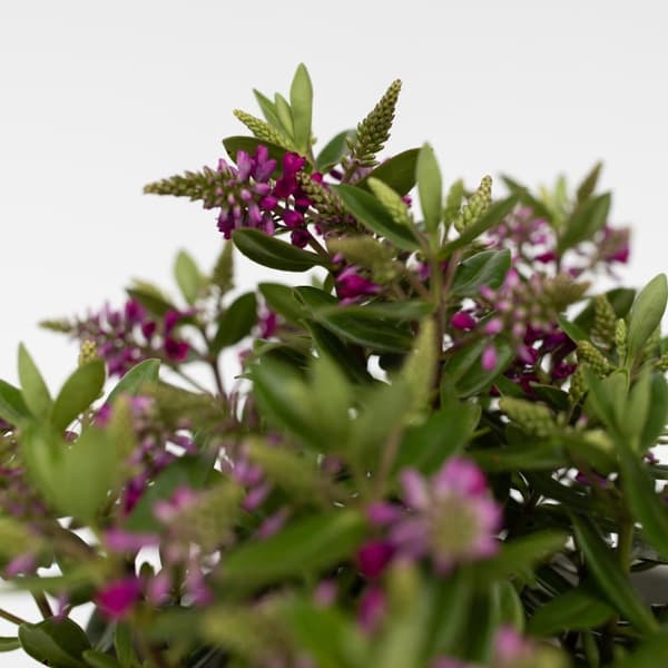 Veronikas - Set om 3 - Hebe All Blooms 'Samona' - Höjd 30-35cm - ⌀13cm