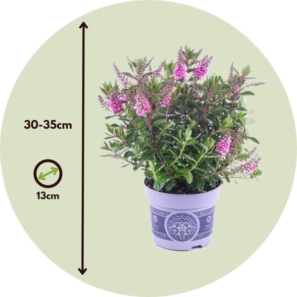 Veronikas - Set om 3 - Hebe All Blooms 'Samona' - Höjd 30-35cm - ⌀13cm