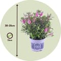 Miniatyrbild 2 av 4: Veronikas - Set om 3 - Hebe All Blooms 'Samona' - Höjd 30-35cm - ⌀13cm