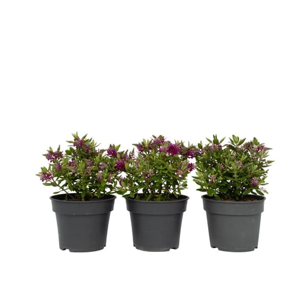 Veronikas - Set om 3 - Hebe All Blooms 'Samona' - Höjd 30-35cm - ⌀13cm